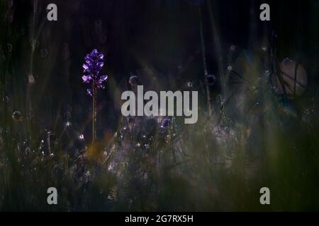 Orchis militaris, militärische Orchidee, blühende europäische terrestrische Wildorchidee, Lebensraum Natur, Detail der Blüte mit grünem klarem Hintergrund, Tschechisch. Stockfoto