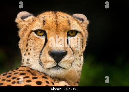 Geparden-Gesicht, Acinonyx jubatus, Nahaufnahme-Porträt einer wilden Katze. Schnellstes Säugetier des Landes, Tansania. Wildlife-Szene aus afrikanischer Natur. Schöner Stockfoto