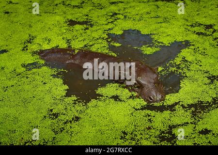 Pygmäen-Hippopotamus, Choeropsis liberiensis in grüner Wasservegetation im See. Kleines Nilpferd im natürlichen Lebensraum. Pygmäe-Nilpferd aus Liberia Stockfoto