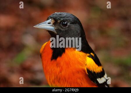 Baltimore Oriole, Icterus galbula, sitzend auf dem grünen moosigen Ast, Detailportrait. Tierwelt in Costa Rica. Orange schwarze Bergvögel im Dunkeln Stockfoto