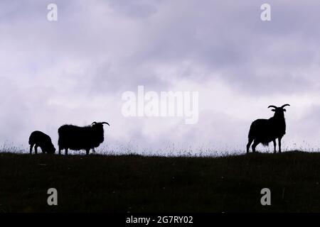 Schafe werden auf der Isle of Islay vor der Westküste Schottlands geschildet. Die kleine Insel ist berühmt für ihre vielen Whisky-Brennereien. Stockfoto