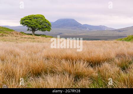 Ein öffentlicher Bus in Bowmore auf der Isle of Islay vor der Westküste Schottlands. Die kleine Insel ist berühmt für ihre vielen Whisky-Brennereien. Stockfoto