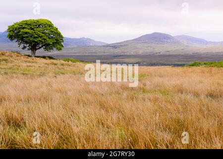 Ein öffentlicher Bus in Bowmore auf der Isle of Islay vor der Westküste Schottlands. Die kleine Insel ist berühmt für ihre vielen Whisky-Brennereien. Stockfoto