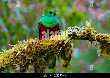 Quetzal, Pharomachrus mocinno, aus der Natur Costa Rica mit grünem Wald. Prachtvoller heiliges, grünes und rotes Vogel. Strahlender Quetzal im Dschungel Stockfoto