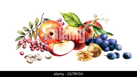 Herbsternte und Blätter. Handgezeichnete Aquarell-Illustration Stockfoto