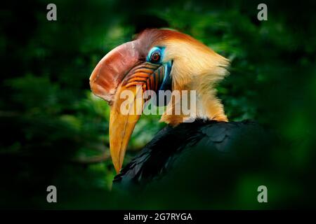 Hornbill, Rhyticeros cassidix, in Waldhabitat, Detailportrait in Grün aus Sulawesi, Indonesien. Wunderschöner Dschungelhornschnabel, Wildtierszene Stockfoto