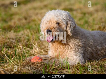 Schöner beigefarbener Labradoodle-Hund, der sich auf einem Feld niederlegt Stockfoto