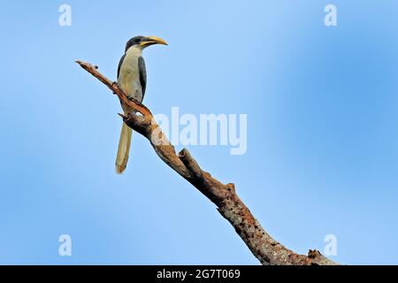 Sri Lanka Grauer Hornschnabel, Ocyceros gingalensis, Vogel mit großem Schnabel. Wildtierszene aus Sri Lanka. Vogelbeobachtungstour im tropischen Wald. Großes Schwarz Stockfoto