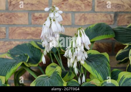 Giant Hosta, Hosta Sagae, Funkia, bekannt als Kochelilien oder Giboshi mit großen grünen blauen Blättern und gelben Rändern, weißen und rosa Blüten Stockfoto