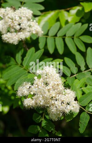 Sorbus aucuparia, bekannt als Eberesche oder Berg-Esche Strauch mit weißen Blumen in einem Wald Stockfoto