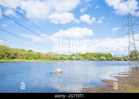 Newburn UK: 24. Mai 2021: Überflutetes Ackerland am Throckley Reef (Reigh) in Nordengland. Überflutetes Feld mit elektrischen Pylonen Stockfoto