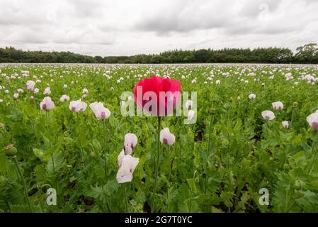 Sich von der Masse abheben. Ein einziger roter Mohn ragt über ein Feld von liliac-Heilmohn, das auf einem Feld in Hampshire, Großbritannien, wächst Stockfoto