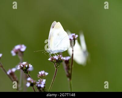 Wunderschöne Pieris rapae oder kohlweißer Schmetterling, der auf einer purpurnen Spitze im Wald steht Stockfoto