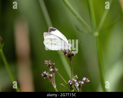 Zartes Weißkohlschmetterling auf einem verschwommenen grünen Hintergrund in einem sonnigen exotischen Wald Stockfoto