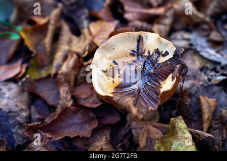 Flauschiger Milchkappenpilz oder Lactifluus vellereus mit Wasser auf der Kappe in nassen herbstlichen Blättern Stockfoto