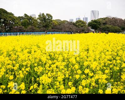 Schönes Feld mit gelben Blumen in der Nähe des Hama Rikyu Gartens in Tokio, Japan Stockfoto