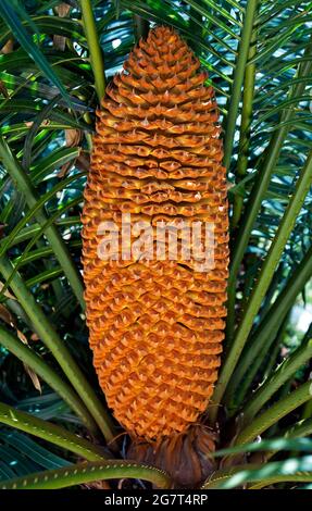 Männlicher Kegel der Sagopalme (Cycas revoluta), Minas Gerais, Brasilien Stockfoto
