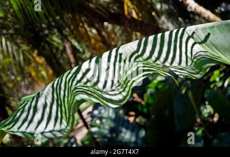 Bananenblatt mit Palmenschatten, Minas Gerais, Brasilien Stockfoto