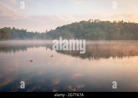 Enten, die bei einem nebligen Sonnenaufgang in Blake Mere, Shropshire, vorbeischweben Stockfoto