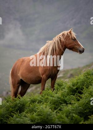 Ein wildes Pferd auf der Carneddau, Wales. Stockfoto