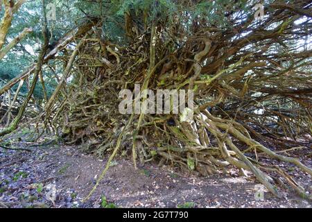 Gemeine Eibe (Taxus baccata) konvuluierte Formen der Unterseite der Wurzeln eines gefallenen Baumes auf dem Boden des Unterlandes, Bekshire, Februar Stockfoto