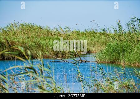 Naturteich. Gute Lage, um Vögel zu beobachten. Ullal de Baldoví im Naturpark Albufera, Sueca, Valencia, Spanien Stockfoto