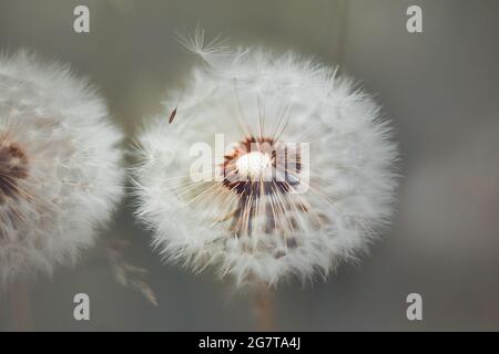 Auf der Dandelionenblume, die im Sommer von einem leichten Wind weggeblasen wird, ist weiße Flusen zu sehen. Natur. Stockfoto