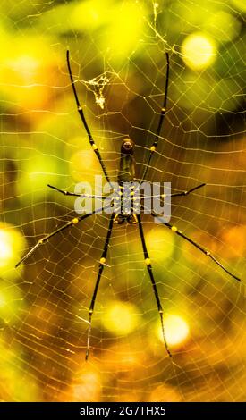 Golden Orb Weaver Stockfoto