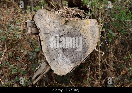 Querschnitt mit Wachstumsringen eines alten verfallenden Baumstammes im Wald, Holzstruktur und Muster des gefällten Baumes, Vorderansicht Stockfoto