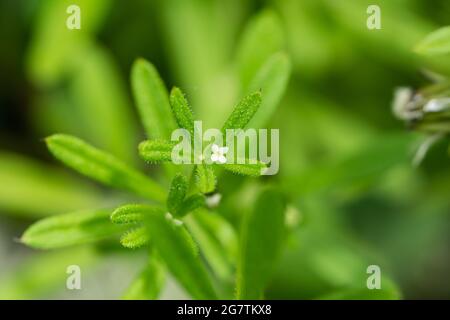 Cleavers blüht im Frühling Stockfoto