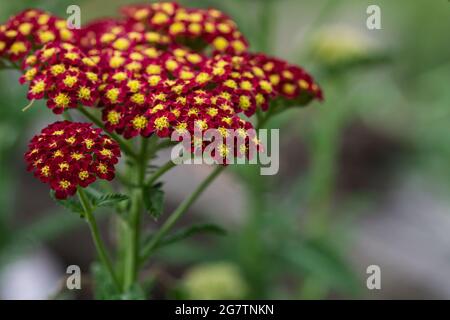 Rote Schafgarbe blüht in Blüte Stockfoto