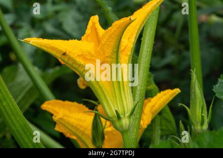 Zucchiniblüte in Blüte im Sommer Stockfoto