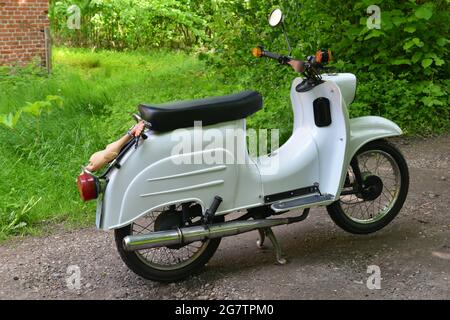 Mopedschwalbe Stockfoto