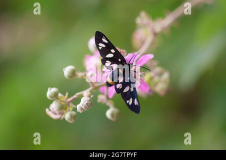 Nahaufnahme eines neunfleckigen Motten- oder Gelbgurtfalter (amata fegea) auf einer Brombeerblüte (rubus), die im Gargano National Park Italy gesehen wird Stockfoto