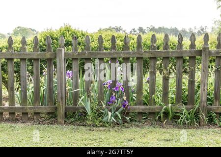Alte und rustikale Holzpfählen Hinterhof Zaun mit viel Grün und lila Blumen Stockfoto