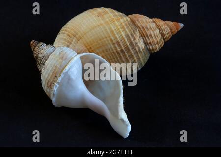 Der Hundehühner ist eine bekannte Molluske an der Küste und bevorzugt felsige Küsten, wo sie Raubtiere von Seepocken und Muscheln sind. Die Farbe variiert sehr stark Stockfoto