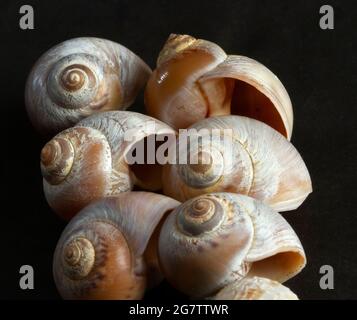 Die attraktive und unverwechselbare Halskette Shell ist ein Raubtier von zweiventiligen Weichtieren wie Herzmuscheln. Sie wurden als Dekoration seit der Antike gesucht Stockfoto