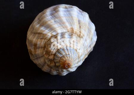 Der Hundehühner ist eine bekannte Molluske an der Küste und bevorzugt felsige Küsten, wo sie Raubtiere von Seepocken und Muscheln sind. Die Farbe variiert sehr stark Stockfoto