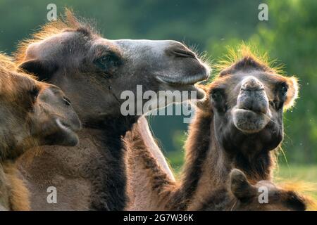 Detail einer Gruppe von baktrischen Kamelen, Camelus bactrianus, auch bekannt als mongolisches oder heimisches Kamel. Große, gleichmäßig zerstoßene Hufkröte, die in der Steppung beheimatet ist Stockfoto