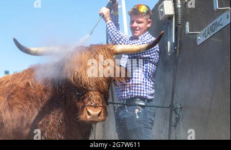 Great Yorkshire Show, Harrogate, Yorkshire, 16. Juli 2021, Großbritannien, Matthew Iceton aus Eggleston, Co. Durham, kühlte seine Highland Cow ab, Margaret 4. Von Naht, nachdem die drei Jahre alte Kuh bei der Great Yorkshire Show, Harrogate, in der brüllenden Hitze den 2. Preis gewonnen hatte, Bei der über 4 Tage rund 100,000 Menschen an der Show teilnahmen, was aufgrund der Covid-19-Verordnungen um etwa die Hälfte der normalen Kapazität reduziert wurde. Quelle: Wayne HUTCHINSON/Alamy Live News Stockfoto