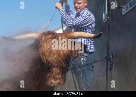 Great Yorkshire Show, Harrogate, Yorkshire, 16. Juli 2021, Großbritannien, Matthew Iceton aus Eggleston, Co. Durham, kühlte seine Highland Cow ab, Margaret 4. Von Naht, nachdem die drei Jahre alte Kuh bei der Great Yorkshire Show, Harrogate, in der brüllenden Hitze den 2. Preis gewonnen hatte, Bei der über 4 Tage rund 100,000 Menschen an der Show teilnahmen, was aufgrund der Covid-19-Verordnungen um etwa die Hälfte der normalen Kapazität reduziert wurde. Quelle: Wayne HUTCHINSON/Alamy Live News Stockfoto