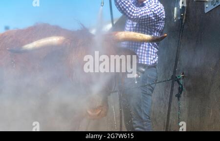 Great Yorkshire Show, Harrogate, Yorkshire, 16. Juli 2021, Großbritannien, Matthew Iceton aus Eggleston, Co. Durham, kühlte seine Highland Cow ab, Margaret 4. Von Naht, nachdem die drei Jahre alte Kuh bei der Great Yorkshire Show, Harrogate, in der brüllenden Hitze den 2. Preis gewonnen hatte, Bei der über 4 Tage rund 100,000 Menschen an der Show teilnahmen, was aufgrund der Covid-19-Verordnungen um etwa die Hälfte der normalen Kapazität reduziert wurde. Quelle: Wayne HUTCHINSON/Alamy Live News Stockfoto