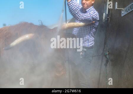 Great Yorkshire Show, Harrogate, Yorkshire, 16. Juli 2021, Großbritannien, Matthew Iceton aus Eggleston, Co. Durham, kühlte seine Highland Cow ab, Margaret 4. Von Naht, nachdem die drei Jahre alte Kuh bei der Great Yorkshire Show, Harrogate, in der brüllenden Hitze den 2. Preis gewonnen hatte, Bei der über 4 Tage rund 100,000 Menschen an der Show teilnahmen, was aufgrund der Covid-19-Verordnungen um etwa die Hälfte der normalen Kapazität reduziert wurde. Quelle: Wayne HUTCHINSON/Alamy Live News Stockfoto