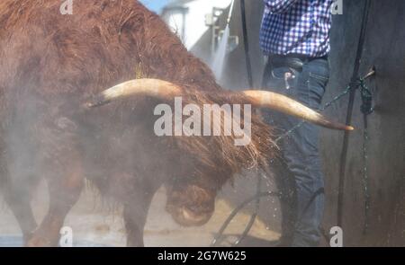 Great Yorkshire Show, Harrogate, Yorkshire, 16. Juli 2021, Großbritannien, Matthew Iceton aus Eggleston, Co. Durham, kühlte seine Highland Cow ab, Margaret 4. Von Naht, nachdem die drei Jahre alte Kuh bei der Great Yorkshire Show, Harrogate, in der brüllenden Hitze den 2. Preis gewonnen hatte, Bei der über 4 Tage rund 100,000 Menschen an der Show teilnahmen, was aufgrund der Covid-19-Verordnungen um etwa die Hälfte der normalen Kapazität reduziert wurde. Quelle: Wayne HUTCHINSON/Alamy Live News Stockfoto