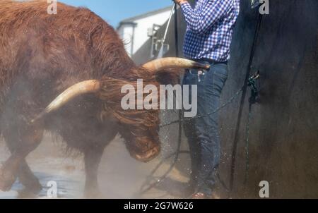 Great Yorkshire Show, Harrogate, Yorkshire, 16. Juli 2021, Großbritannien, Matthew Iceton aus Eggleston, Co. Durham, kühlte seine Highland Cow ab, Margaret 4. Von Naht, nachdem die drei Jahre alte Kuh bei der Great Yorkshire Show, Harrogate, in der brüllenden Hitze den 2. Preis gewonnen hatte, Bei der über 4 Tage rund 100,000 Menschen an der Show teilnahmen, was aufgrund der Covid-19-Verordnungen um etwa die Hälfte der normalen Kapazität reduziert wurde. Quelle: Wayne HUTCHINSON/Alamy Live News Stockfoto