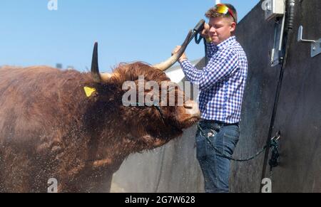 Great Yorkshire Show, Harrogate, Yorkshire, 16. Juli 2021, Großbritannien, Matthew Iceton aus Eggleston, Co. Durham, kühlte seine Highland Cow ab, Margaret 4. Von Naht, nachdem die drei Jahre alte Kuh bei der Great Yorkshire Show, Harrogate, in der brüllenden Hitze den 2. Preis gewonnen hatte, Bei der über 4 Tage rund 100,000 Menschen an der Show teilnahmen, was aufgrund der Covid-19-Verordnungen um etwa die Hälfte der normalen Kapazität reduziert wurde. Quelle: Wayne HUTCHINSON/Alamy Live News Stockfoto