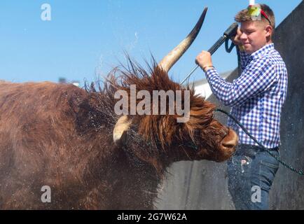 Great Yorkshire Show, Harrogate, Yorkshire, 16. Juli 2021, Großbritannien, Matthew Iceton aus Eggleston, Co. Durham, kühlte seine Highland Cow ab, Margaret 4. Von Naht, nachdem die drei Jahre alte Kuh bei der Great Yorkshire Show, Harrogate, in der brüllenden Hitze den 2. Preis gewonnen hatte, Bei der über 4 Tage rund 100,000 Menschen an der Show teilnahmen, was aufgrund der Covid-19-Verordnungen um etwa die Hälfte der normalen Kapazität reduziert wurde. Quelle: Wayne HUTCHINSON/Alamy Live News Stockfoto