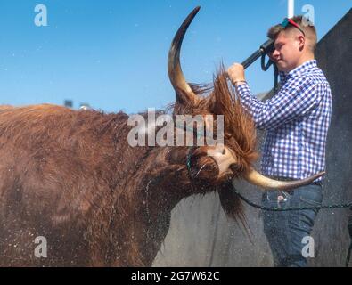 Great Yorkshire Show, Harrogate, Yorkshire, 16. Juli 2021, Großbritannien, Matthew Iceton aus Eggleston, Co. Durham, kühlte seine Highland Cow ab, Margaret 4. Von Naht, nachdem die drei Jahre alte Kuh bei der Great Yorkshire Show, Harrogate, in der brüllenden Hitze den 2. Preis gewonnen hatte, Bei der über 4 Tage rund 100,000 Menschen an der Show teilnahmen, was aufgrund der Covid-19-Verordnungen um etwa die Hälfte der normalen Kapazität reduziert wurde. Quelle: Wayne HUTCHINSON/Alamy Live News Stockfoto