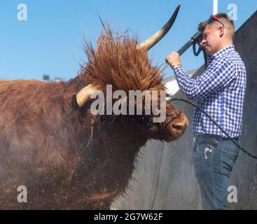 Great Yorkshire Show, Harrogate, Yorkshire, 16. Juli 2021, Großbritannien, Matthew Iceton aus Eggleston, Co. Durham, kühlte seine Highland Cow ab, Margaret 4. Von Naht, nachdem die drei Jahre alte Kuh bei der Great Yorkshire Show, Harrogate, in der brüllenden Hitze den 2. Preis gewonnen hatte, Bei der über 4 Tage rund 100,000 Menschen an der Show teilnahmen, was aufgrund der Covid-19-Verordnungen um etwa die Hälfte der normalen Kapazität reduziert wurde. Quelle: Wayne HUTCHINSON/Alamy Live News Stockfoto