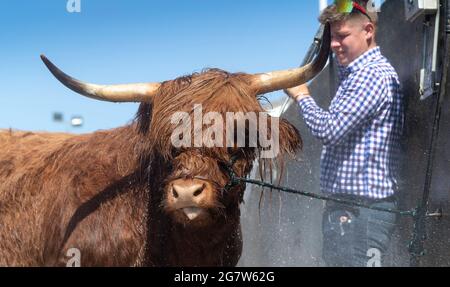 Great Yorkshire Show, Harrogate, Yorkshire, 16. Juli 2021, Großbritannien, Matthew Iceton aus Eggleston, Co. Durham, kühlte seine Highland Cow ab, Margaret 4. Von Naht, nachdem die drei Jahre alte Kuh bei der Great Yorkshire Show, Harrogate, in der brüllenden Hitze den 2. Preis gewonnen hatte, Bei der über 4 Tage rund 100,000 Menschen an der Show teilnahmen, was aufgrund der Covid-19-Verordnungen um etwa die Hälfte der normalen Kapazität reduziert wurde. Quelle: Wayne HUTCHINSON/Alamy Live News Stockfoto